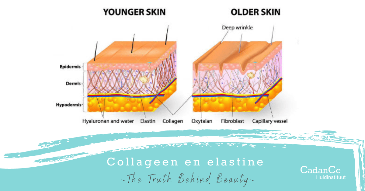 Collageen-en-elastine-Canva